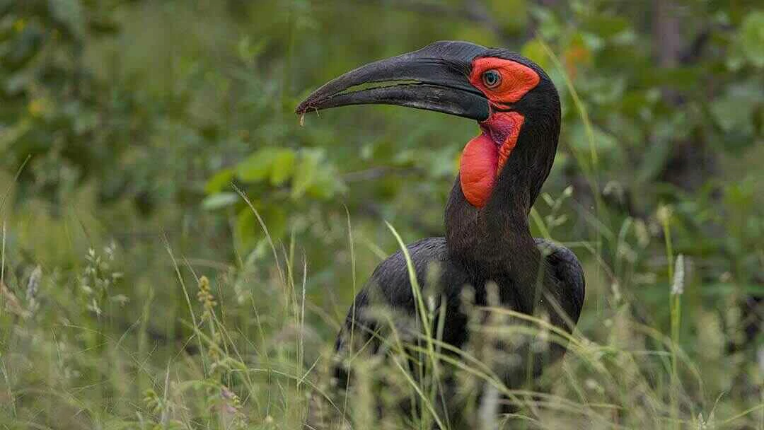 Southern Ground-Hornbill Close